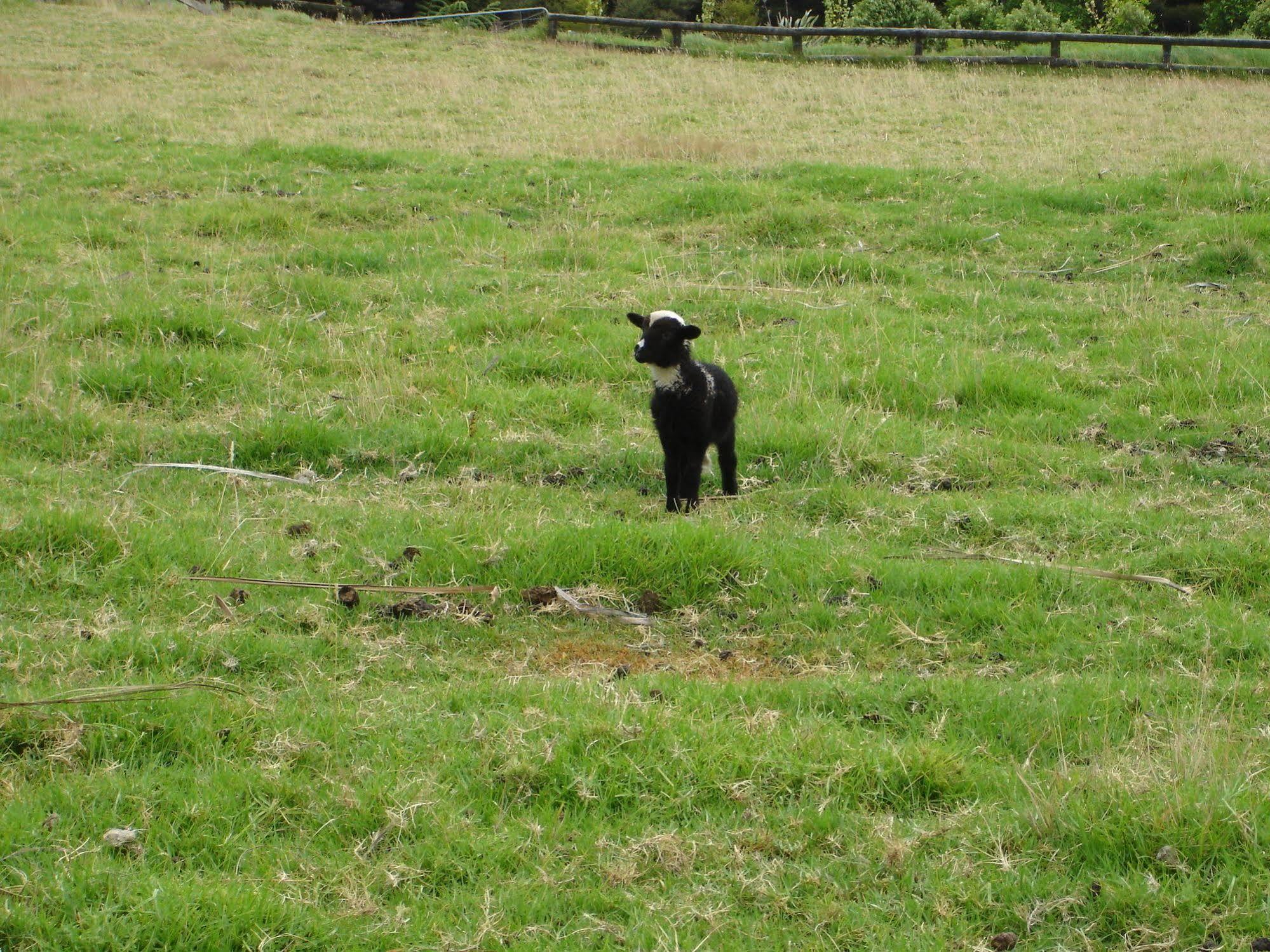Country Homestead At Black Sheep Farm Waipu Buitenkant foto